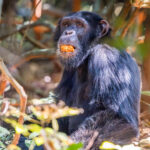 Can I Track Chimpanzees in Kibale Forest National Park?