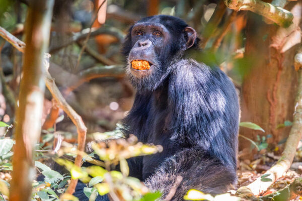 What fitness level is required for chimpanzee tracking. Can I Track Chimpanzees in Kibale Forest National Park?