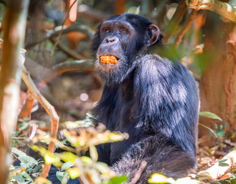 Can I Track Chimpanzees in Kibale Forest National Park?