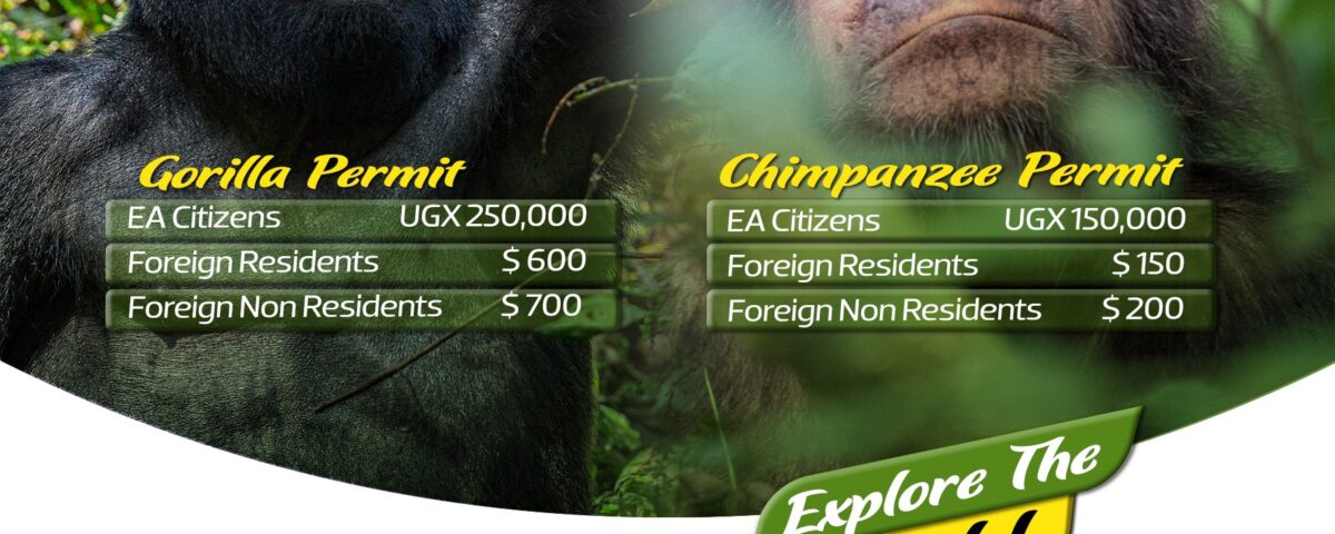 Where Can I Buy a Chimpanzee Tracking Permit?