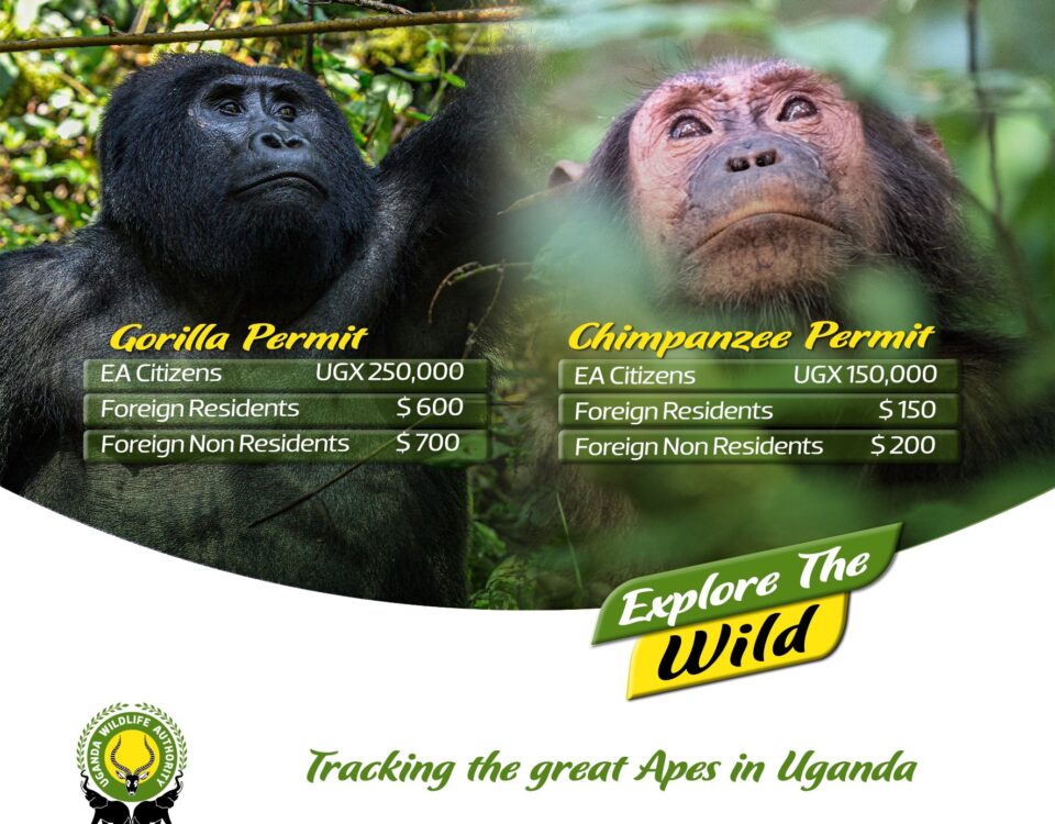 Where Can I Buy a Chimpanzee Tracking Permit?
