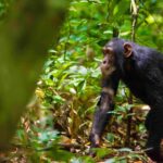 Where is the Best Place for Chimpanzee Tracking in Uganda?