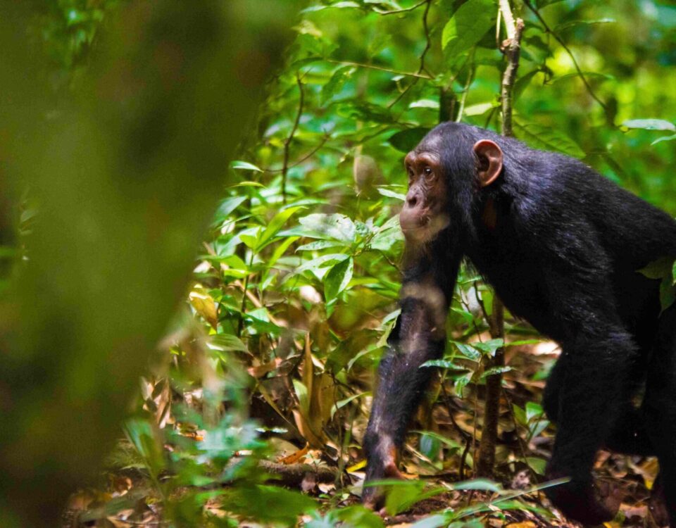 Where is the Best Place for Chimpanzee Tracking in Uganda?