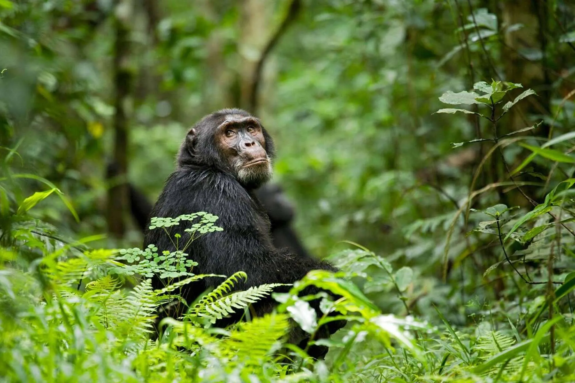 5 Days Uganda Gorilla Habituation and Chimpanzee Trek