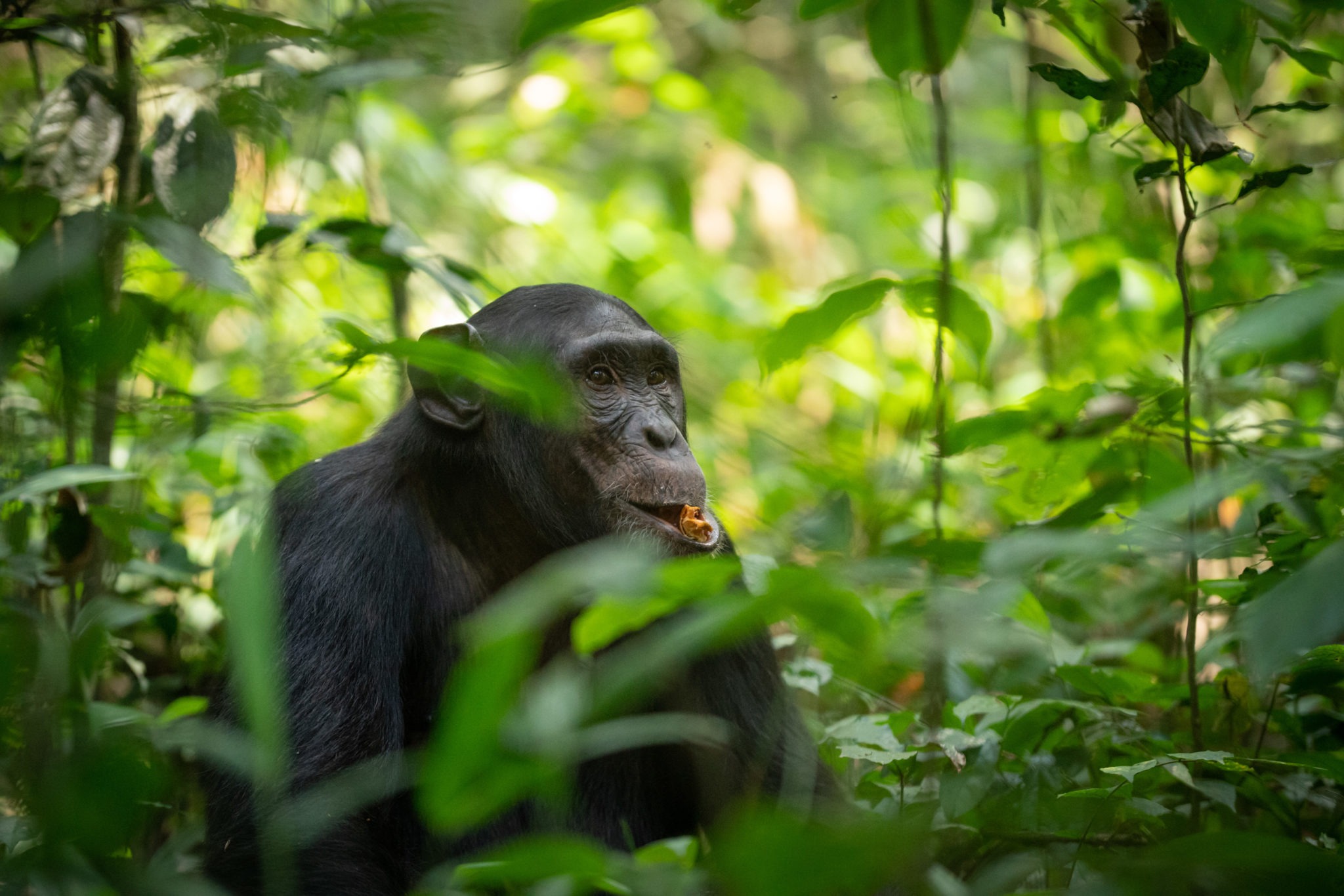 Can I Track Chimpanzees in Uganda in One Day?