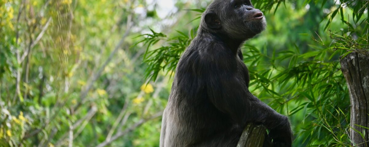 Do Chimpanzees Move in Groups or Individually During Tracking?