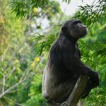 Do Chimpanzees Move in Groups or Individually During Tracking?