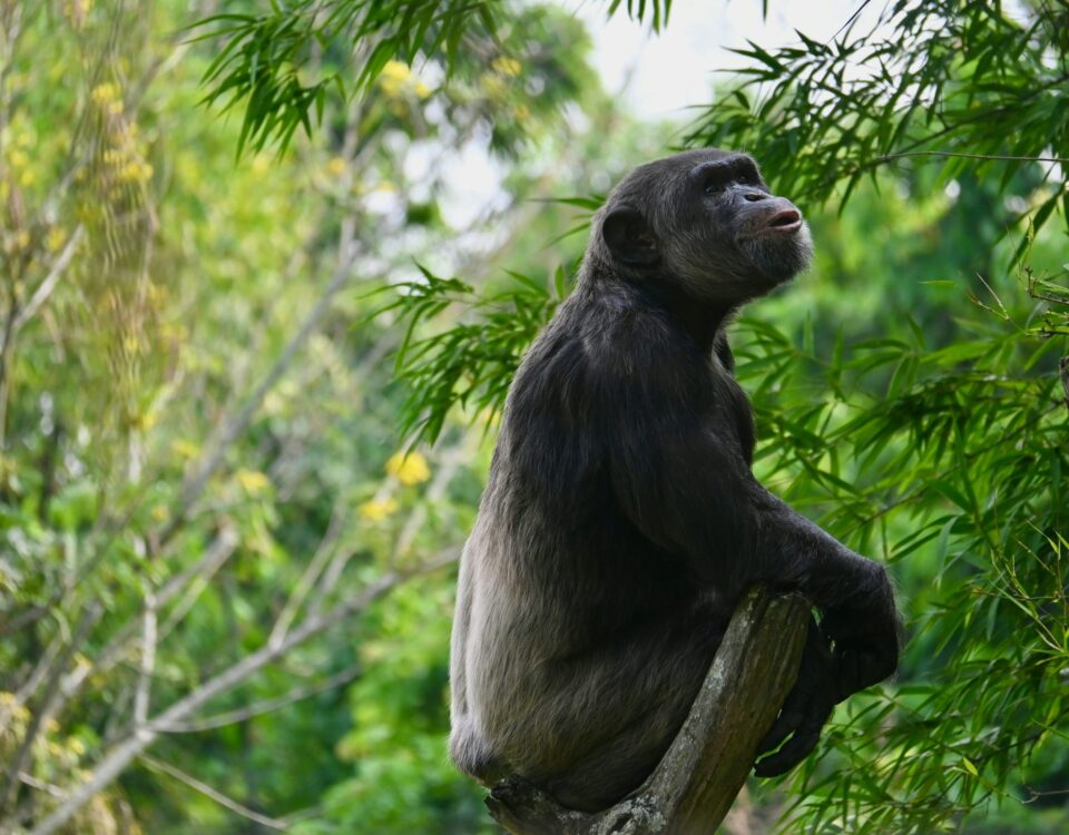 Do Chimpanzees Move in Groups or Individually During Tracking?
