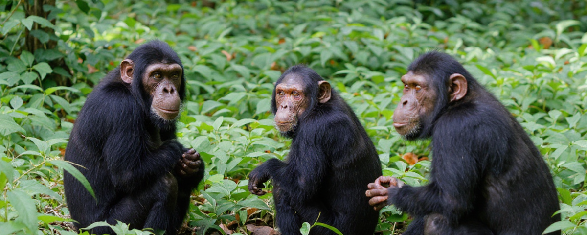 Can I Track Chimpanzees in Uganda in One Day?