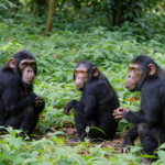 Can I Track Chimpanzees in Uganda in One Day?