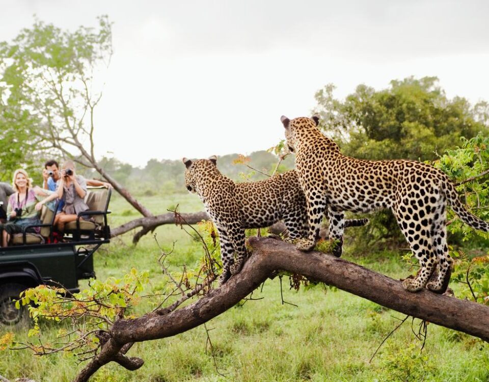 Are Park Entry Fees Included in Safari Packages?