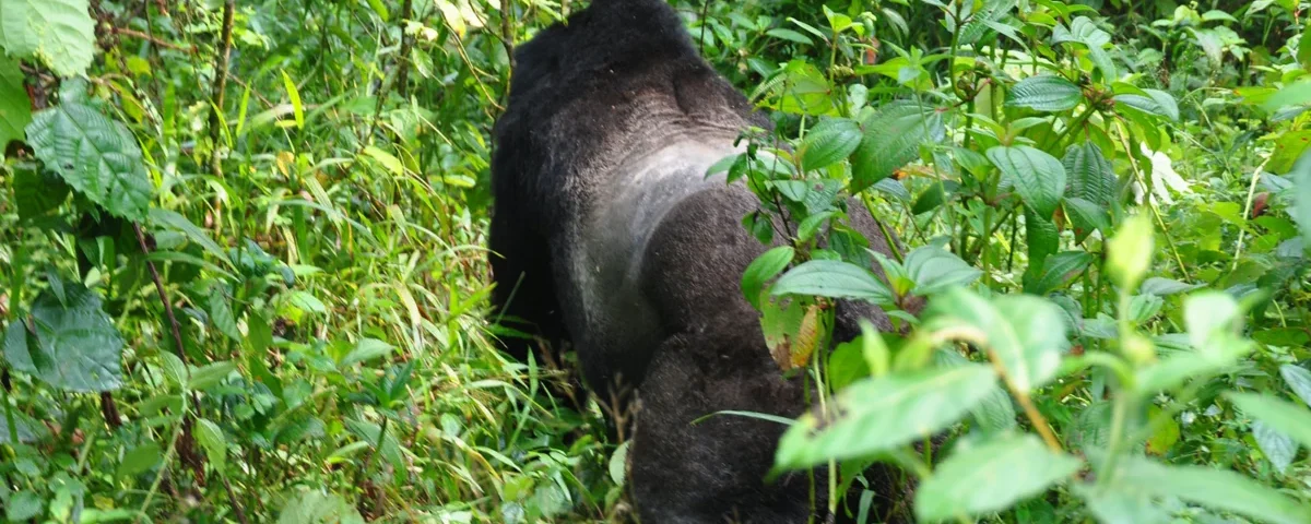 Can I Combine Uganda and Kenya in One Safari Trip