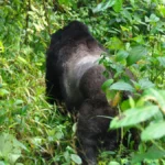 Can I Combine Uganda and Kenya in One Safari Trip