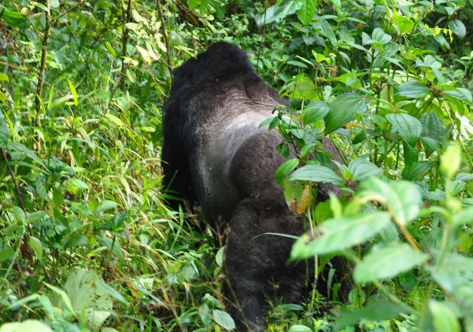 Can I Combine Uganda and Kenya in One Safari Trip