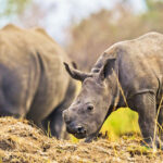 Can I See Rhinos in Uganda?