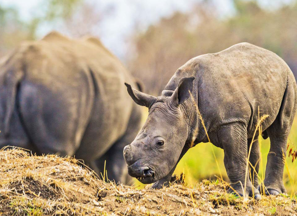 Can I See Rhinos in Uganda?