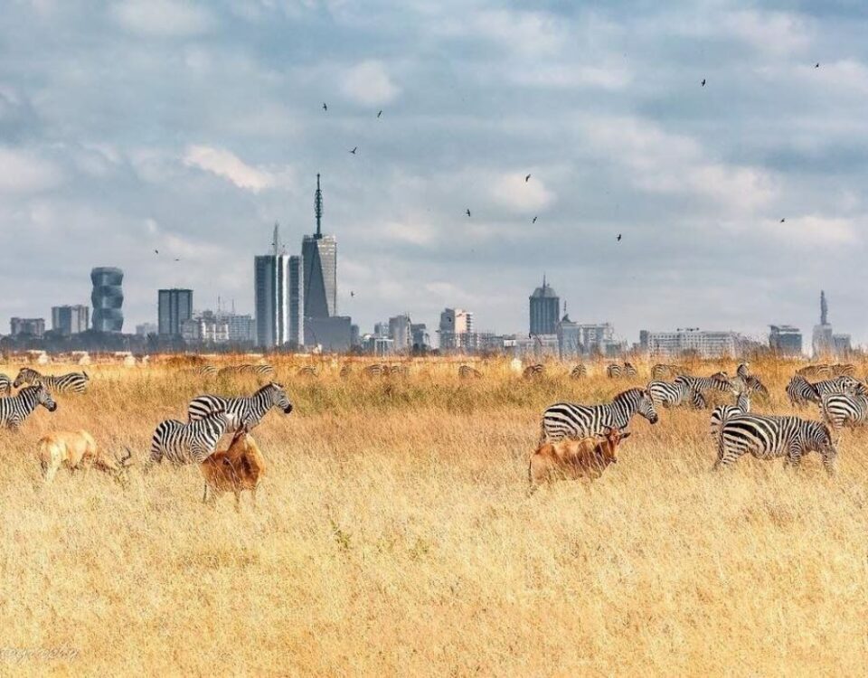 Can I see wildlife in Nairobi city?