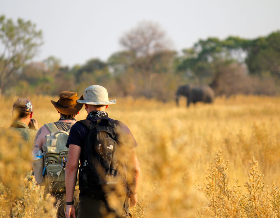 Is it safe to stay inside national parks during Safaris?