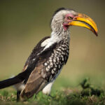What Bird Species Can Be Seen in Uganda and Kenya?