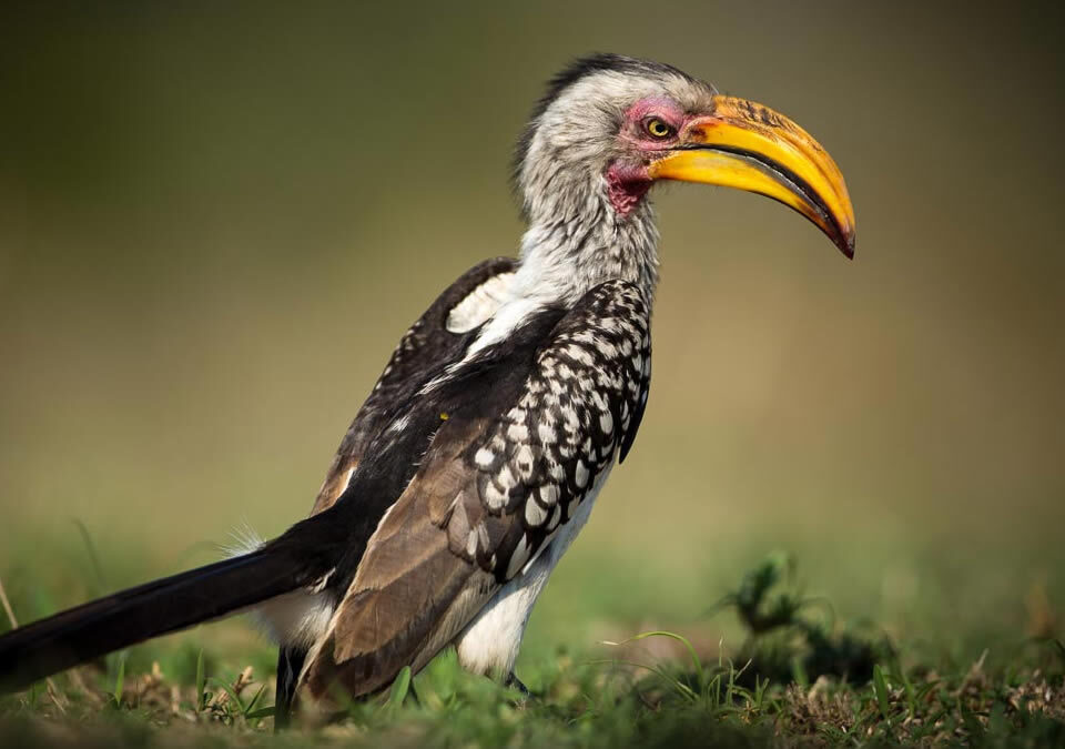 What Bird Species Can Be Seen in Uganda and Kenya?