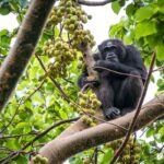 What is Chimpanzee Trekking Like?