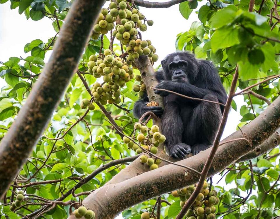 What is Chimpanzee Trekking Like?