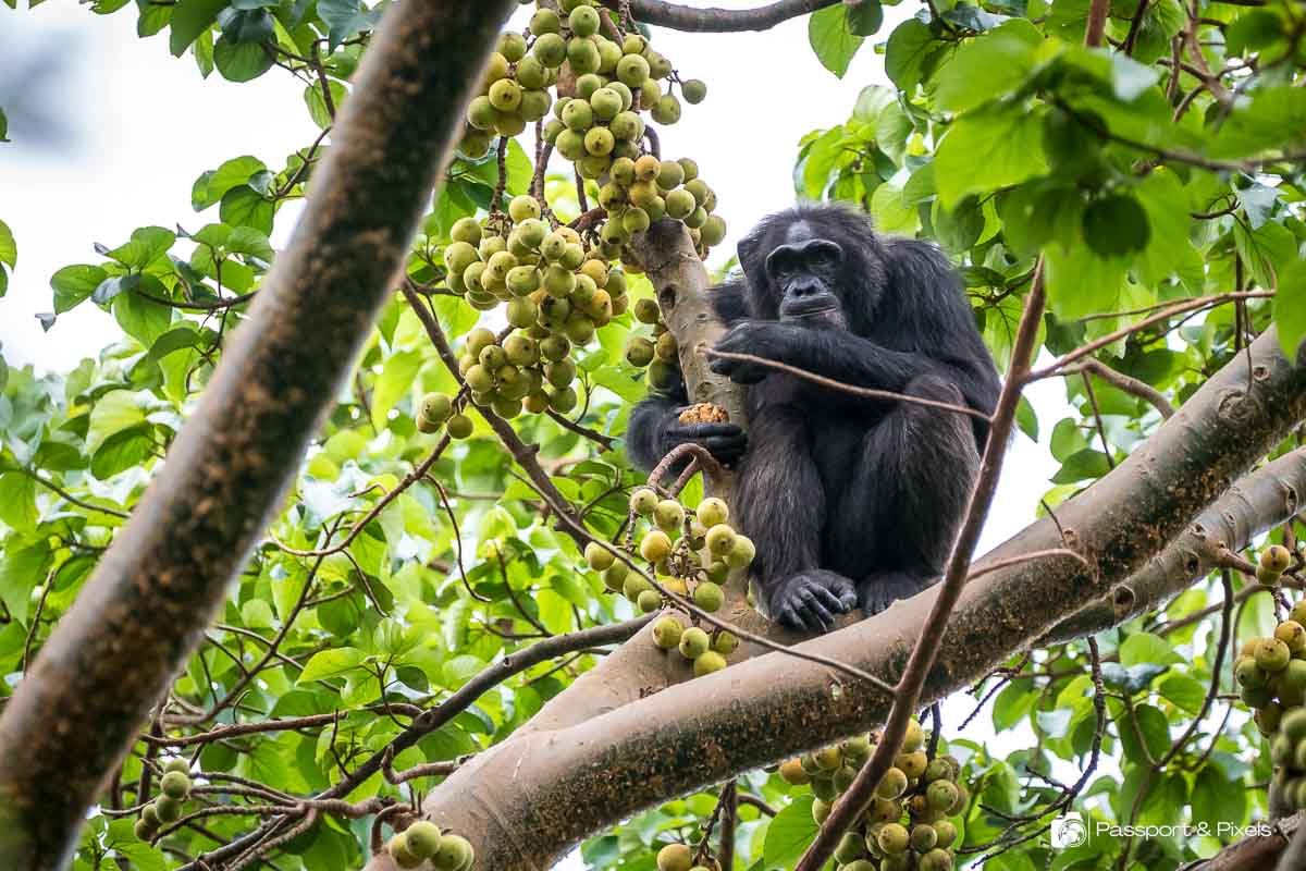 What is Chimpanzee Trekking Like?