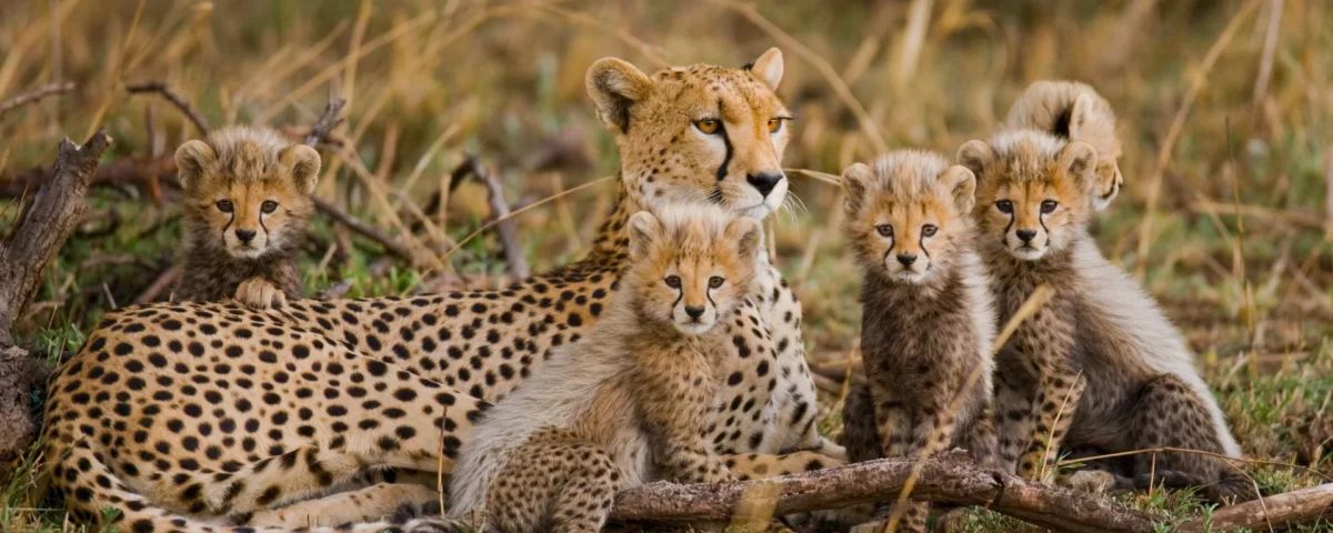 6 Days Tanzania Big Five Safari