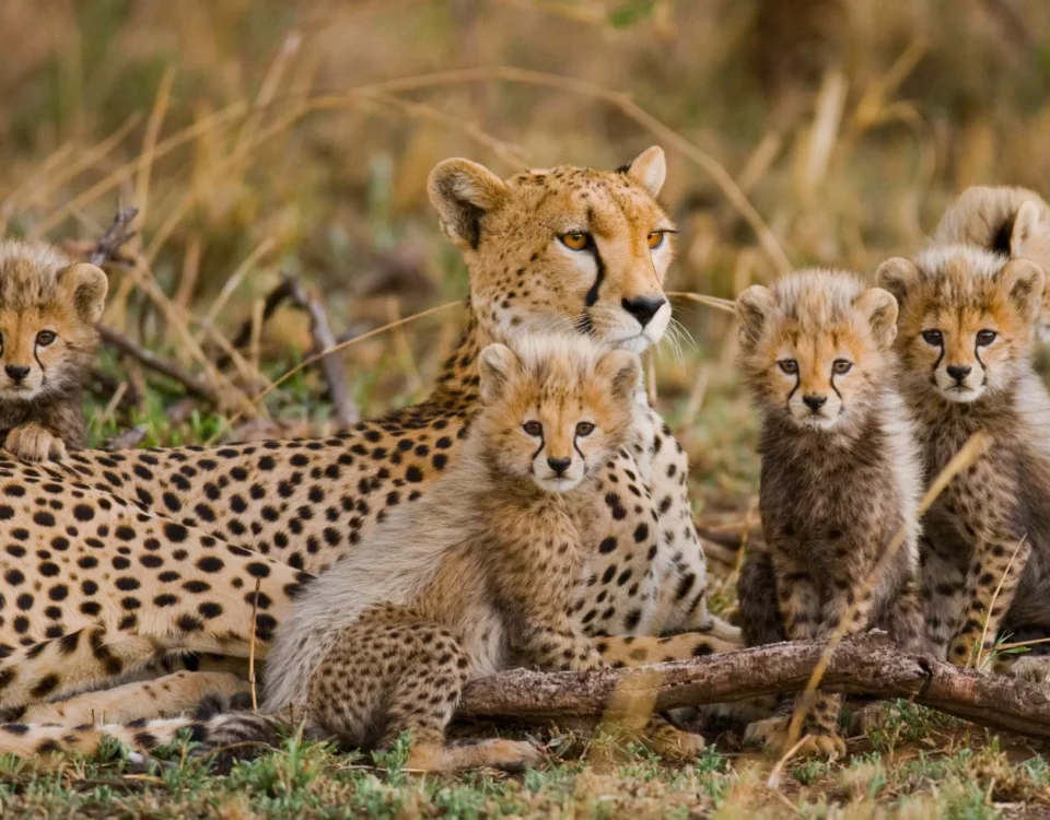 6 Days Tanzania Big Five Safari