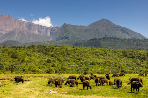 Walking Safari, Cape Buffalo herd in front of Mount Meru, Arusha National Park, Tanzania