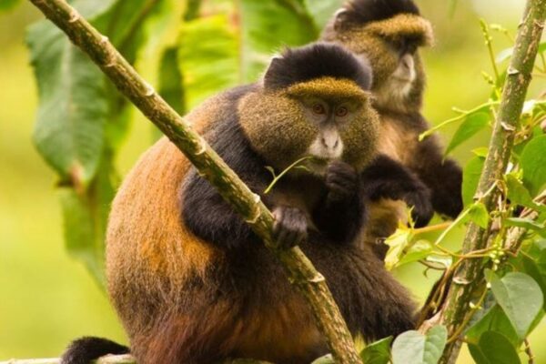 GOLDEN-MONKEY-TRACKING-IN-VOLCANOES-NATIONAL-PARK GOLDEN-MONKEY-TRACKING-IN-VOLCANOES-NATIONAL-PARK