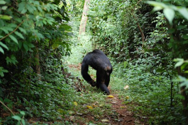 Gombe Stream National Park.