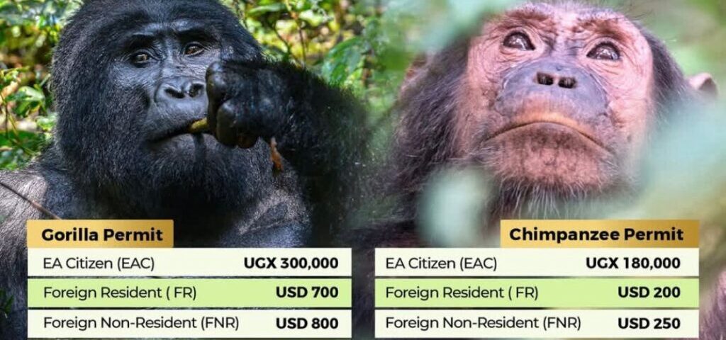 How Much Does a Gorilla Habituation Permit Cost?