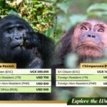 How Much Does a Gorilla Habituation Permit Cost?