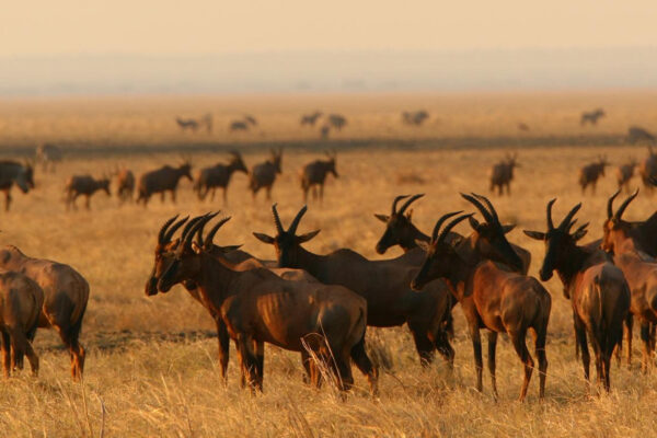Katavi National Park
