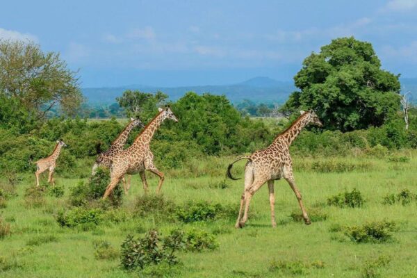 Mukomazi National Park