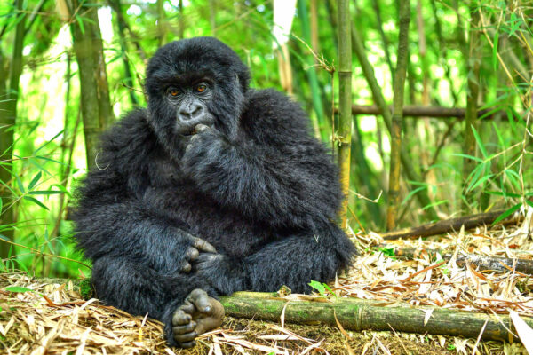 Volcanoes National Park