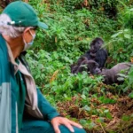 What Rules Must Be Followed During Gorilla Trekking?