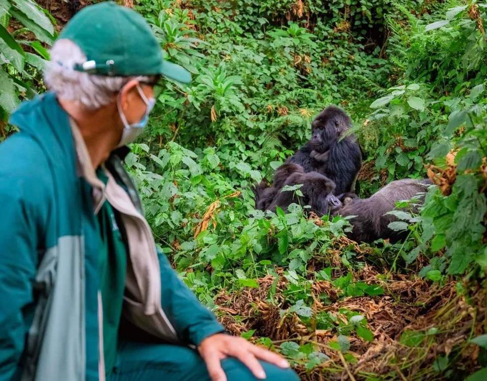 What Rules Must Be Followed During Gorilla Trekking?