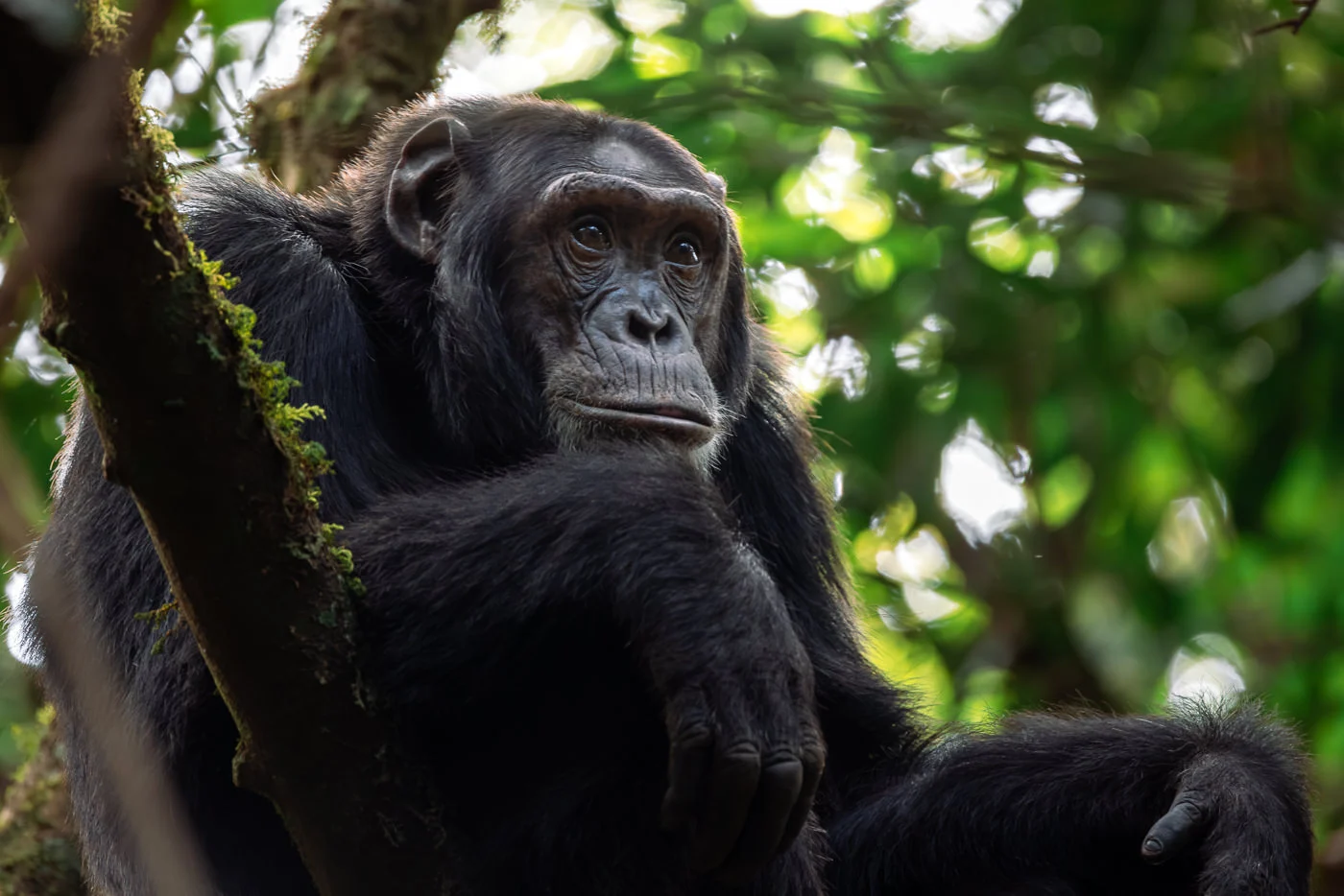 Budongo Forest Reserve