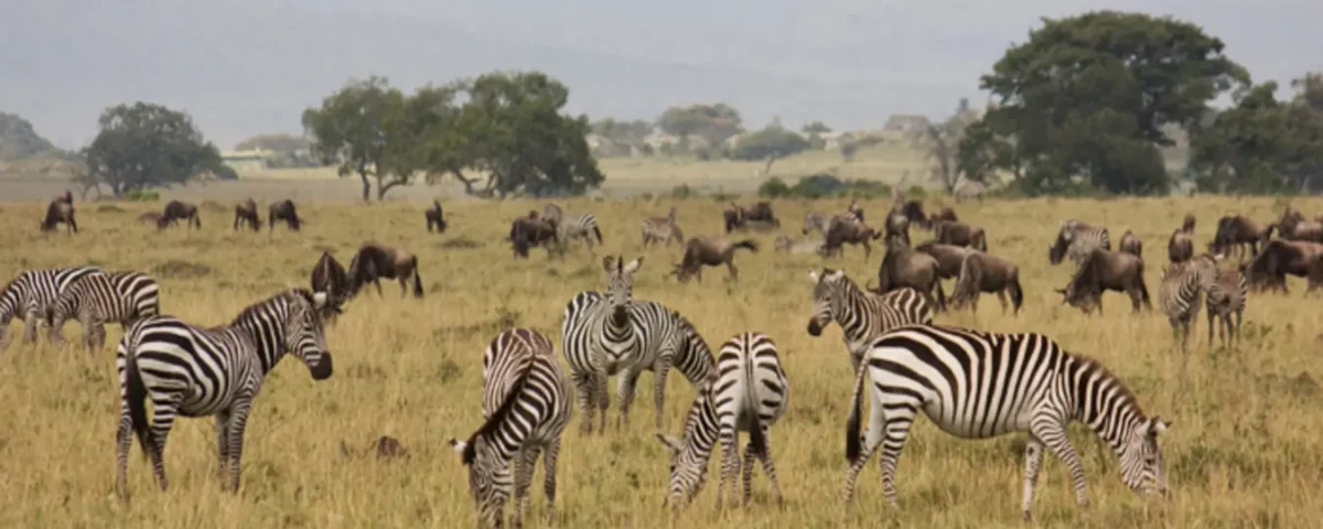 Which Are the Top National Parks in Kenya