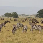 Which Are the Top National Parks in Kenya