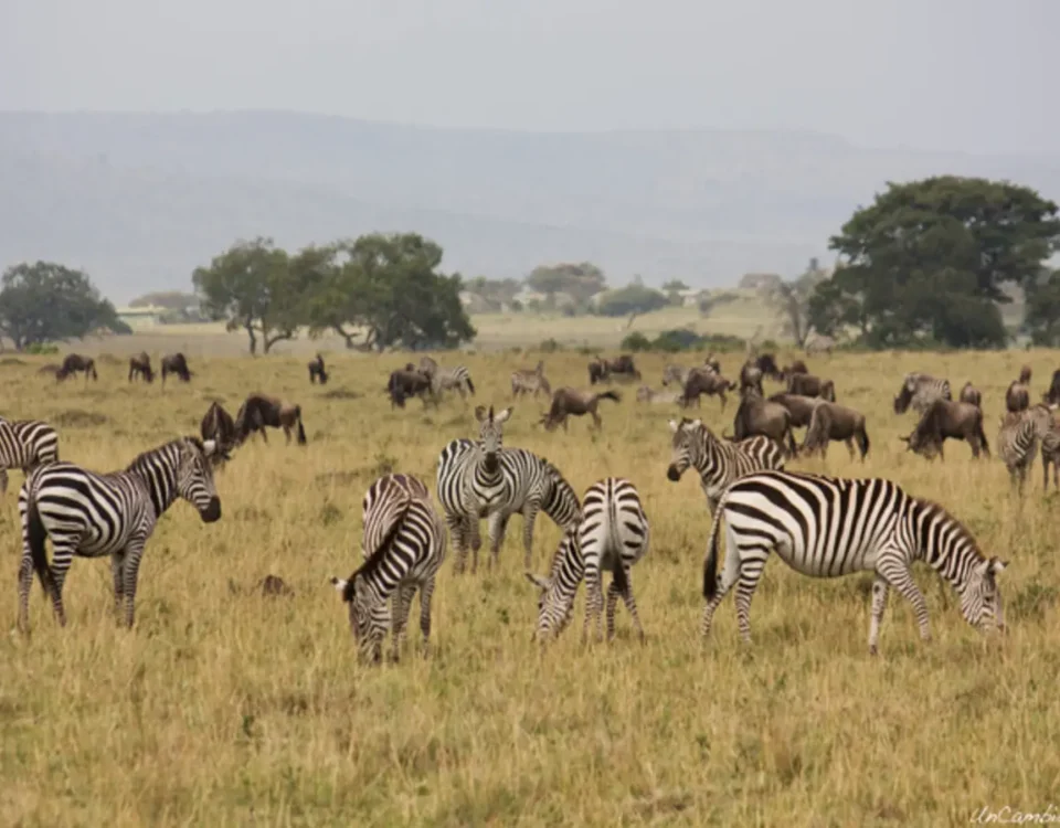 Which Are the Top National Parks in Kenya