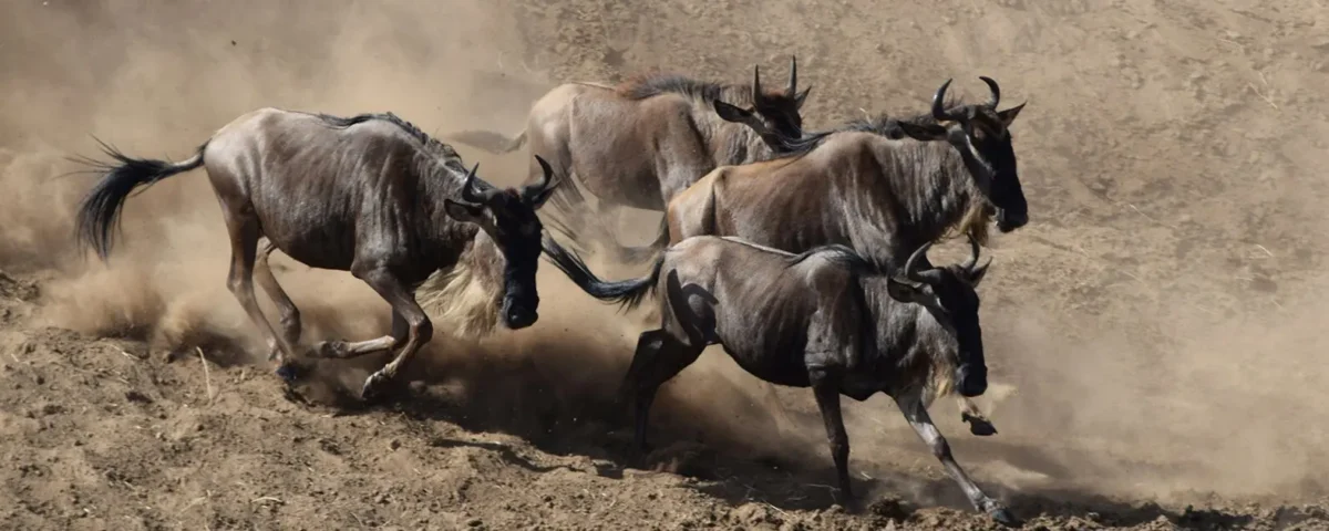 Which Countries Can I See the Great Migration In