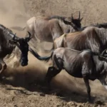 Which Countries Can I See the Great Migration In