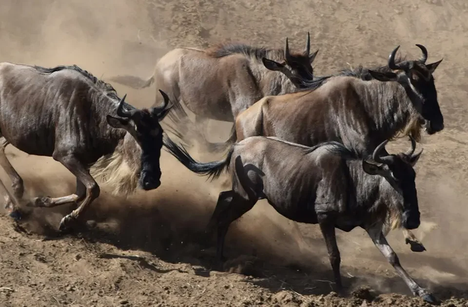 Which Countries Can I See the Great Migration In