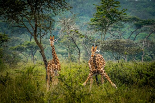 lake-mburo-national-park-giraffes Lake Mburo National Park