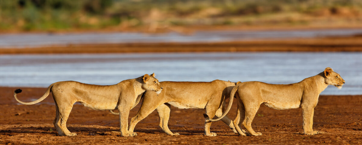 5 Days Samburu Wildlife Safari