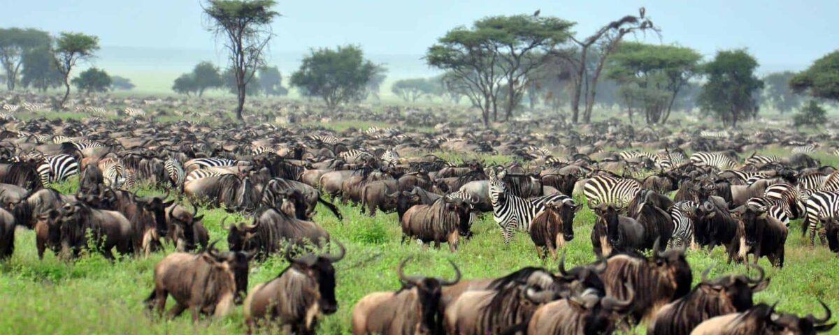 11 Days Masai Mara and Northern Circuit Safari