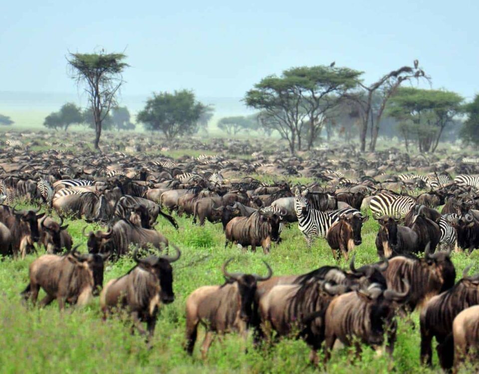 11 Days Masai Mara and Northern Circuit Safari